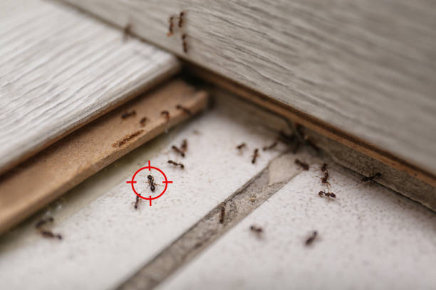 Best Mosquito Control Services  in Middlebranch, OH
