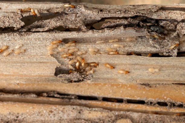 Best Exterminator Services  in Middlebranch, OH